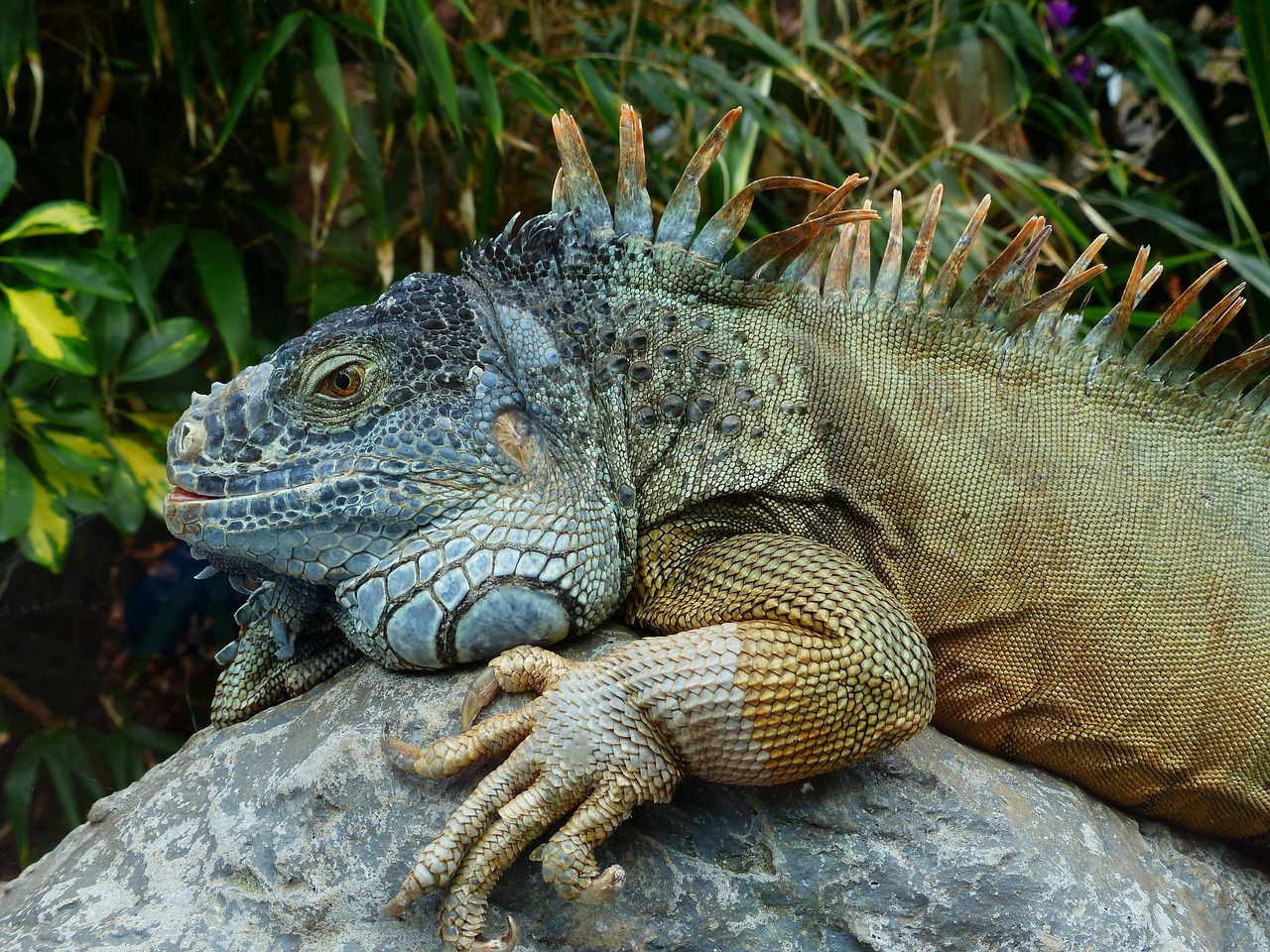 How Do You Know If Your Iguana Is Dying: Key Warning Signs and Symptoms ...