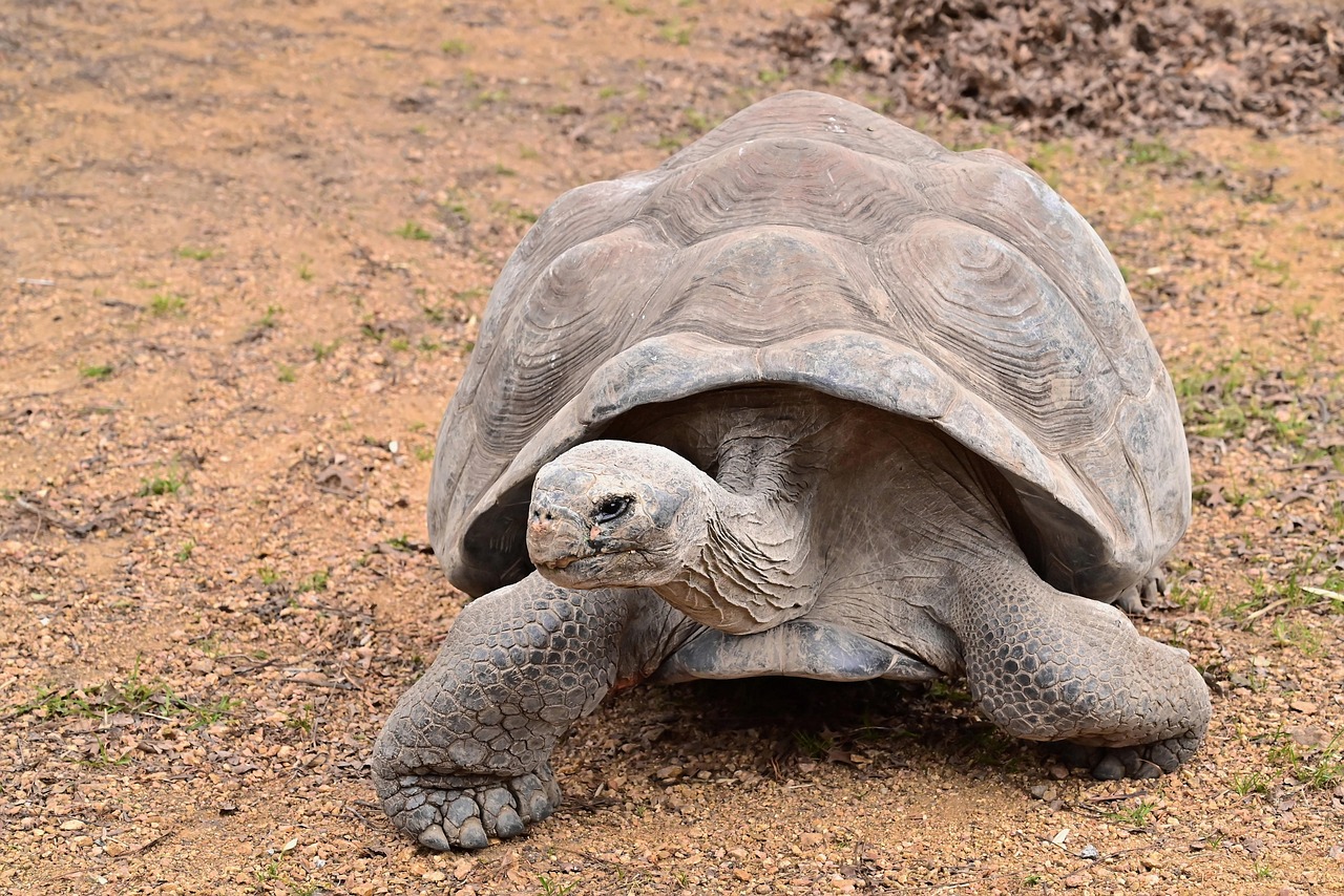How Do Turtles Pee: Understanding Their Unique Excretory System ...